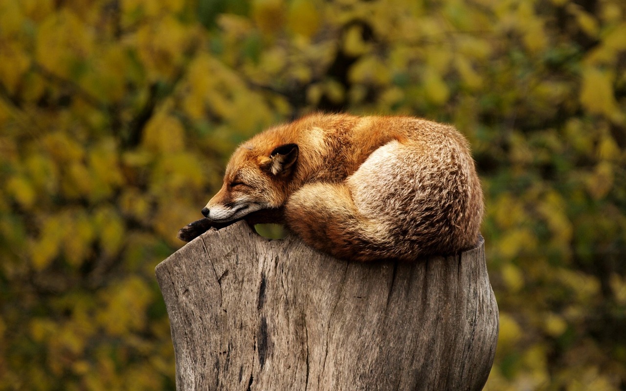 wildlife watching in park city