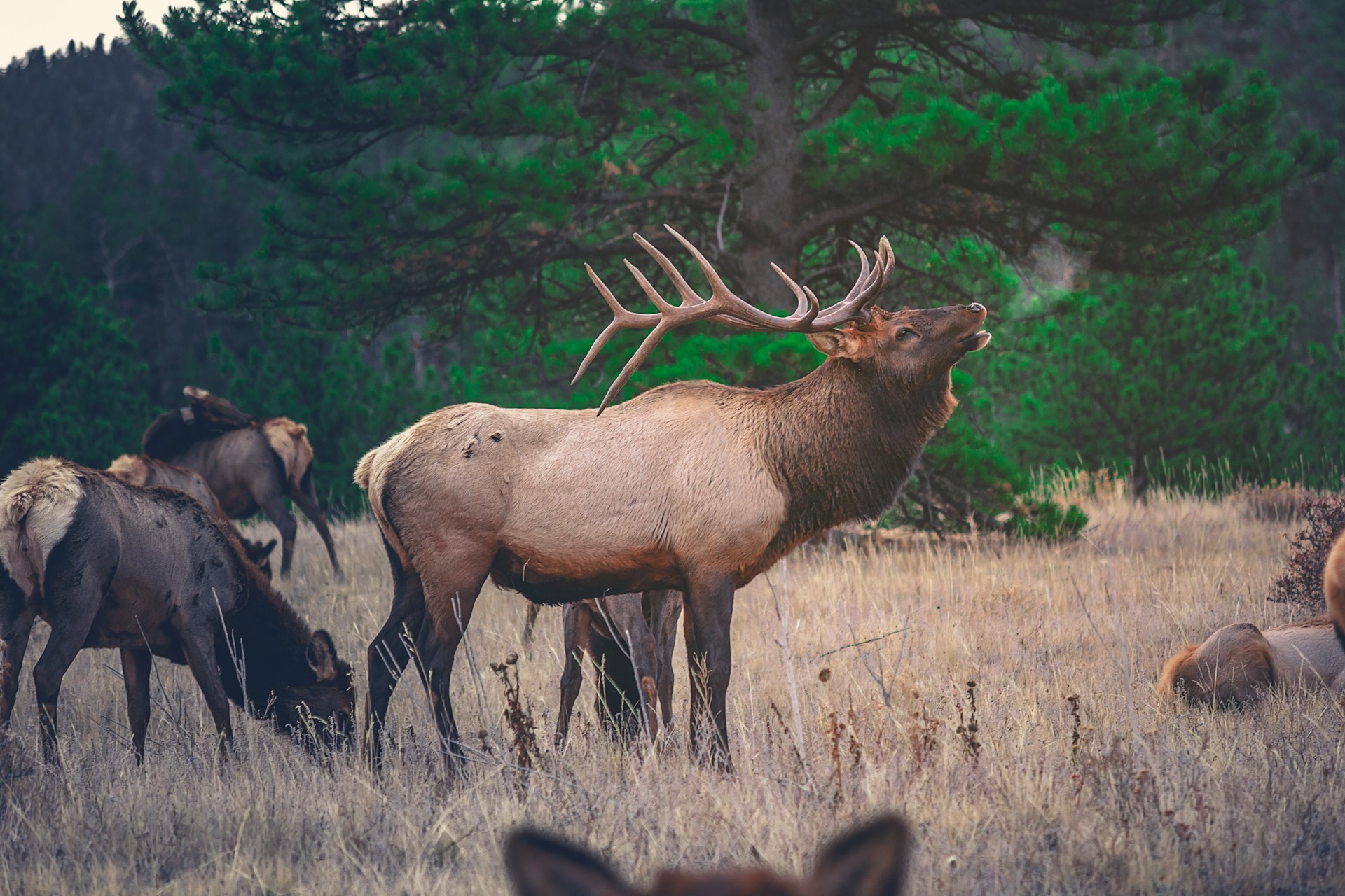 Elk